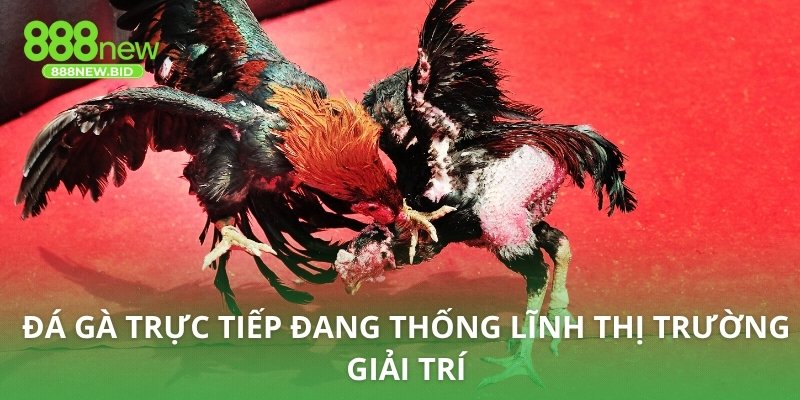 Đá gà trực tiếp đang thống lĩnh thị trường giải trí