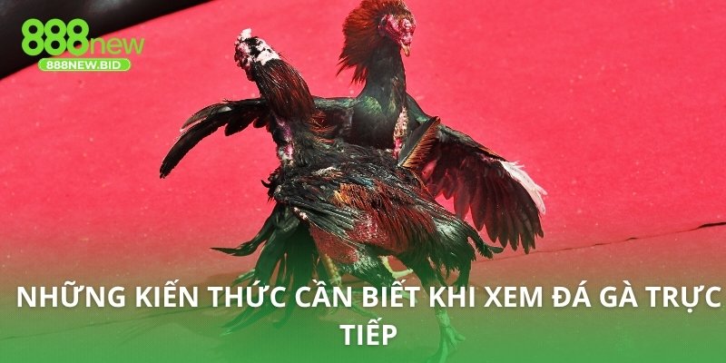 Những kiến thức cần biết khi xem đá gà trực tiếp