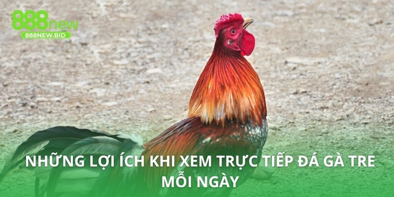 Những lợi ích khi xem trực tiếp đá gà tre mỗi ngày