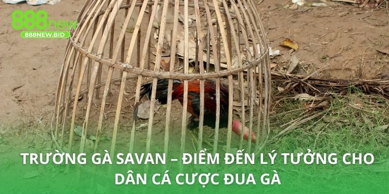 Trường Gà Savan